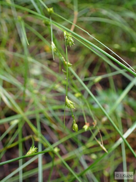 Carex remota